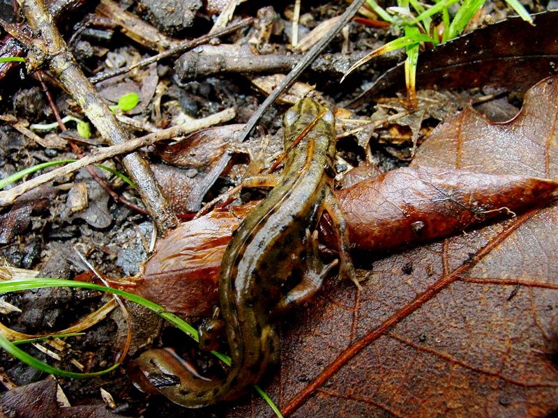 Lissotriton vulgaris meridionalis